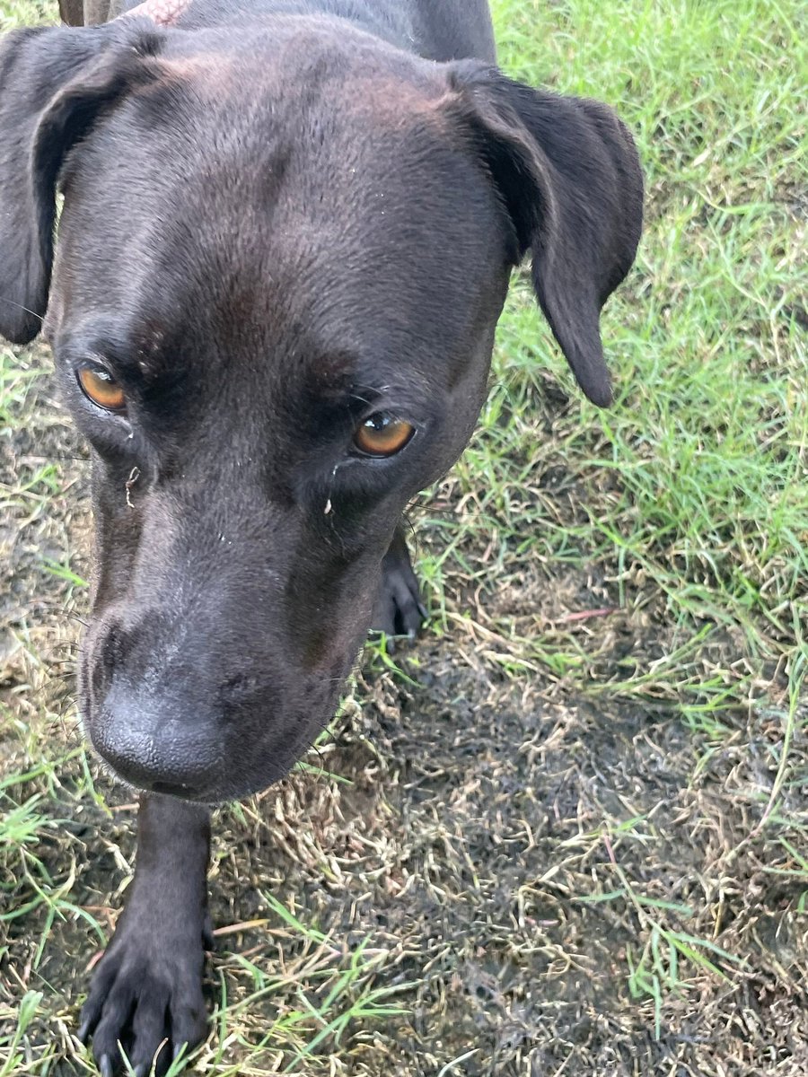 LisaBrabson's tweet photo. BLACKIE #A378870 3yo
Adorable little black bundle of love BLACKIE ๐ค
Could b KILLED any moment by #CorpusChristiACS just because she is BLACK?
STUPID people think black dogs ๐ดare bad luck๐คฏINSANE
ADORABLE,extremely loving, gentle
Plz โ๏ธ #Adopt #Foster or #Pledge4Rescue https://t.co/4oG6byVqTn