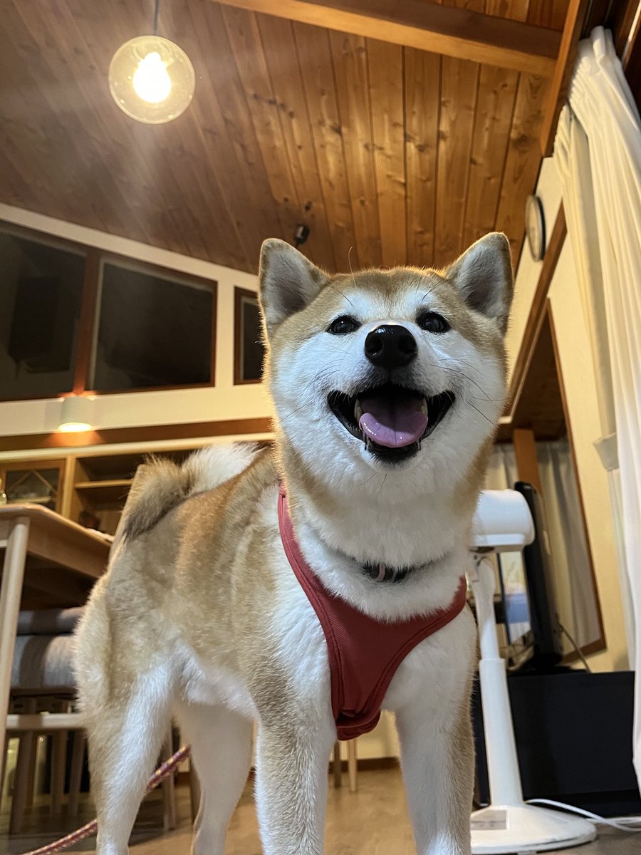 kakeru_17's tweet photo. 今日はコテージで寝ます🌙
大興奮だけど、、おやすみなさい！

#柴犬 https://t.co/5cBSAXZw2m