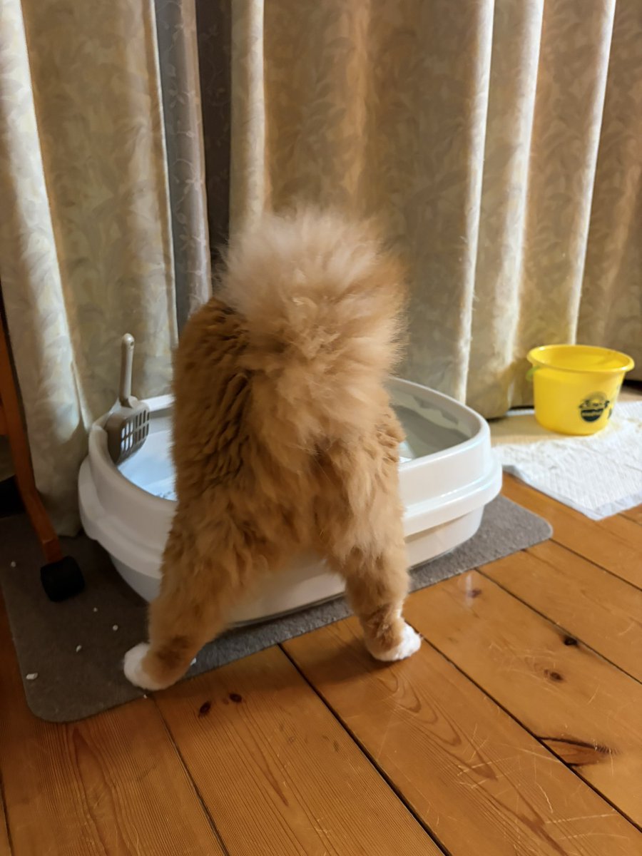 tugo_left's tweet photo. トイレかき混ぜ職人のケツ https://t.co/ae44fzQvCE
