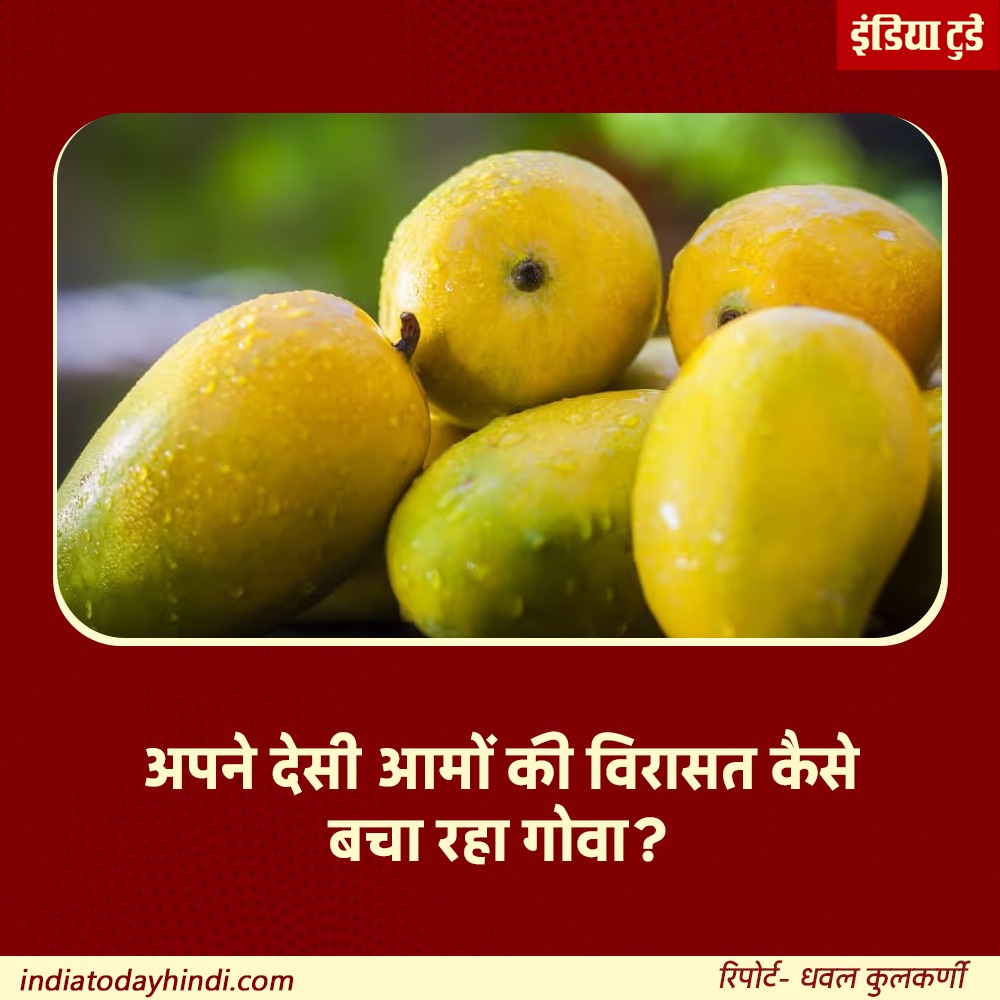 IndiaTodayHINDI's tweet photo. अल्फांसो के दौर में कैसे बचेंगे गोवा के पारंपरिक आम?
पूरी रिपोर्ट पढ़ें:
https://t.co/6PSH1gCOrN
#Goa #GoaNews #Mango #DesiMango #Alphonso #Hapus #Mankurad #IndianMango #MangoLovers #RareMango #MangoVarieties #Agriculture https://t.co/Id8c2dvjng