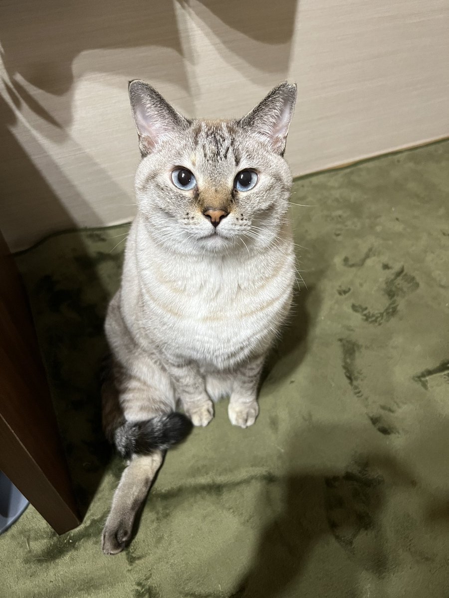 uni20191001's tweet photo. 右足が曲がらないハンデがあっても、普通に歩けるし走るし、蹴る力はとても強い。低いところならジャンプもできる！毎日かわいいを更新してえらすぎ���…！！
#シャムトラ
#猫のいる暮らし https://t.co/Prd1N8N0h7