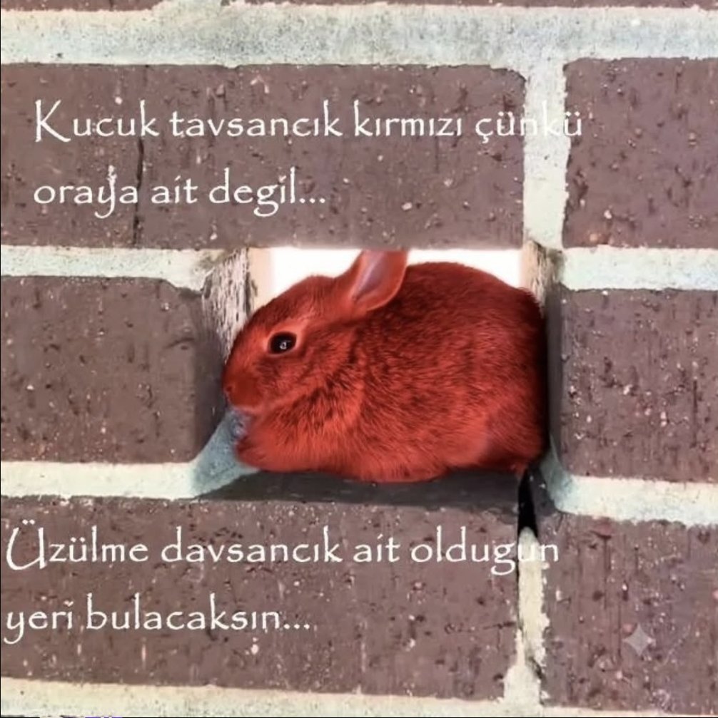 hamstersungie8's tweet photo. guncel durumumuz👇🏻 https://t.co/88l9kyh7PA