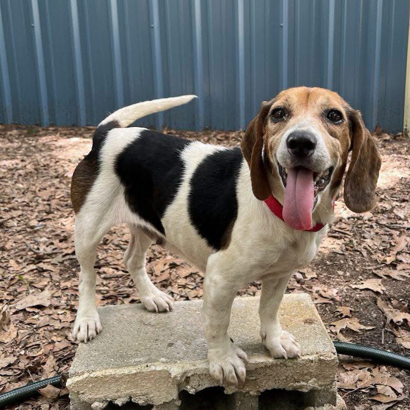 TriBeagles's tweet photo. Adoptable beagle of the day-Ellie! https://t.co/yCRBOQQlFK https://t.co/i63wZkExc1