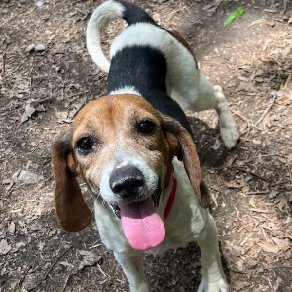TriBeagles's tweet photo. Adoptable beagle of the day-Ellie! https://t.co/yCRBOQQlFK https://t.co/i63wZkExc1