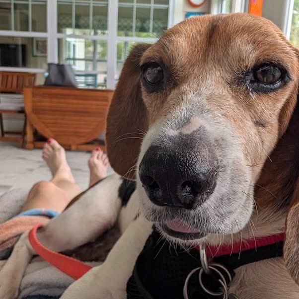 TriBeagles's tweet photo. Adoptable beagle of the day-Ellie! https://t.co/yCRBOQQlFK https://t.co/i63wZkExc1