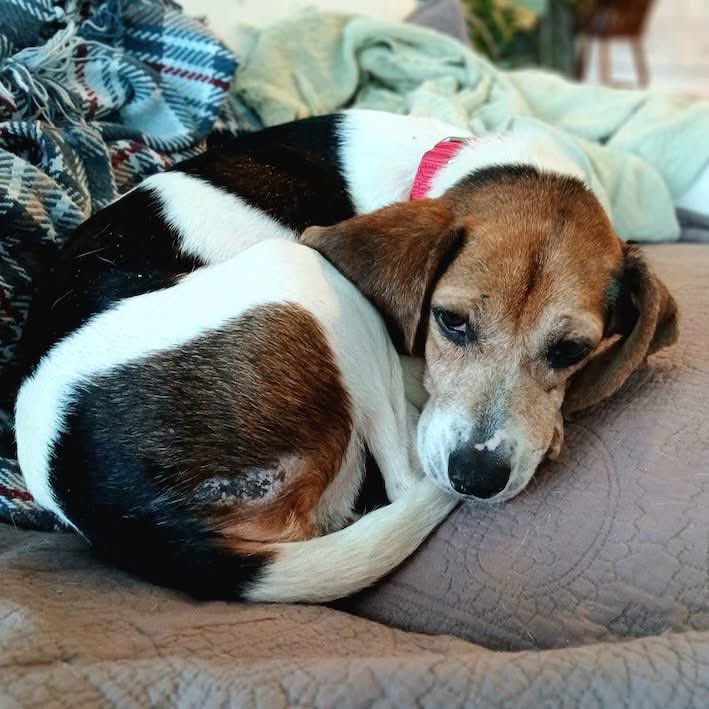 TriBeagles's tweet photo. Adoptable beagle of the day-Ellie! https://t.co/yCRBOQQlFK https://t.co/i63wZkExc1