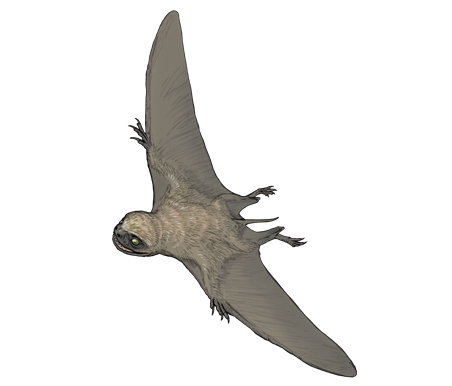 satoshikawasaki's tweet photo. 今日の古生物

バトラコグナトゥス（Batrachognathus ）

ジュラ紀のだいたい１億６０００万年前あたりに
生息したアヌログナトゥス科の翼竜。
バトラコグナトゥスとは「カエルの顎」という
意味で、カエルのように幅広い頭部をしていた。

翼竜の復元図も体毛が生えたものが
多く見受けられるようになった。
カエルとコウモリを合わせたような姿
だったかも？