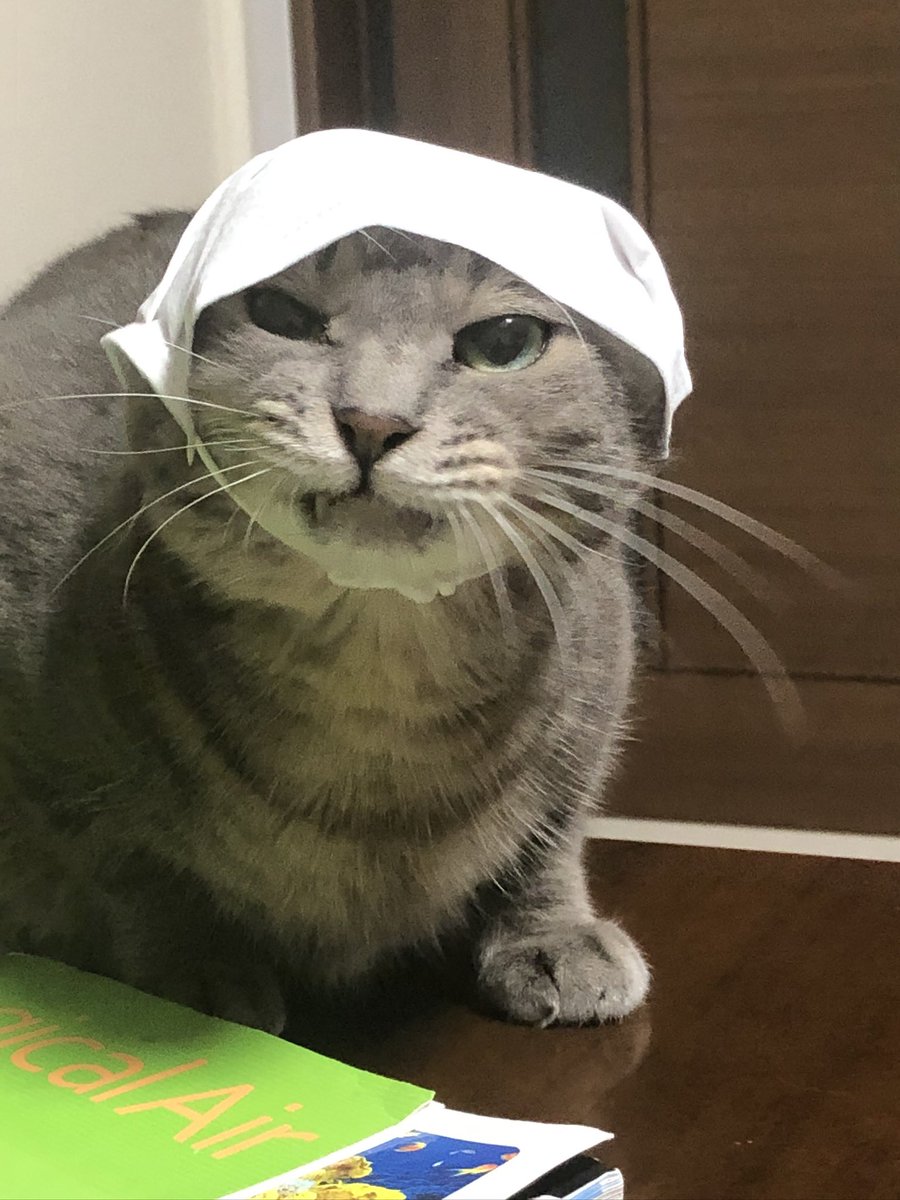 khidaka2or3's tweet photo. #SiMねこ盤 https://t.co/dQzqrWX3aR