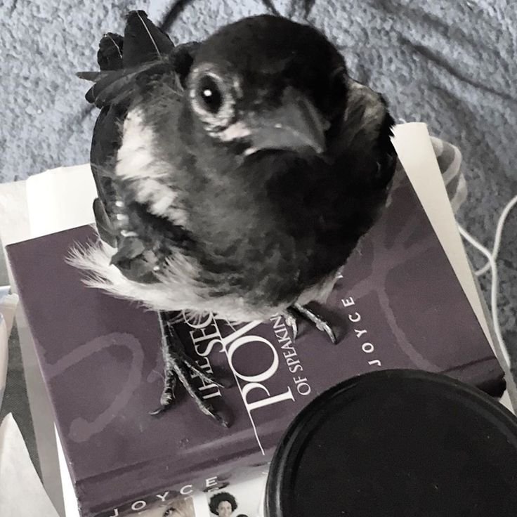 The_Regal_Raven's tweet photo. https://t.co/VXa8JMgTCr