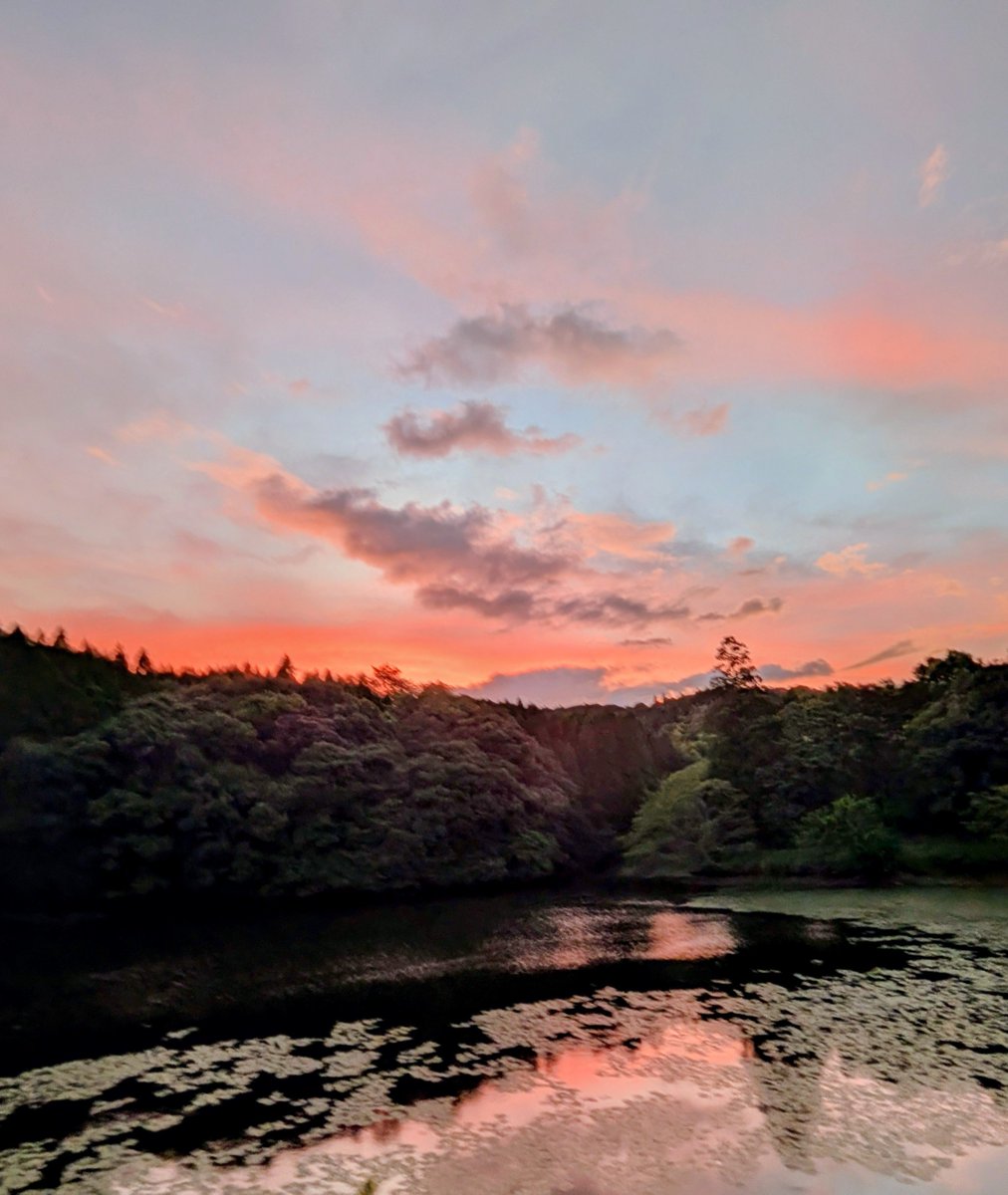 junkochan0403's tweet photo. 夕方愛犬の散歩中、すぐ近くのため池で水面にうつった夕陽🌇をスマホでパシャ👀📱水草がかなり増えた気がします😅
でも綺麗な色です🧡🩷✨
一日お疲れ様でした🙇‍♀️
余震に気をつけましょう😓⚠️
#イマソラ
#夕陽
#夕焼け https://t.co/t9T8U1frFQ