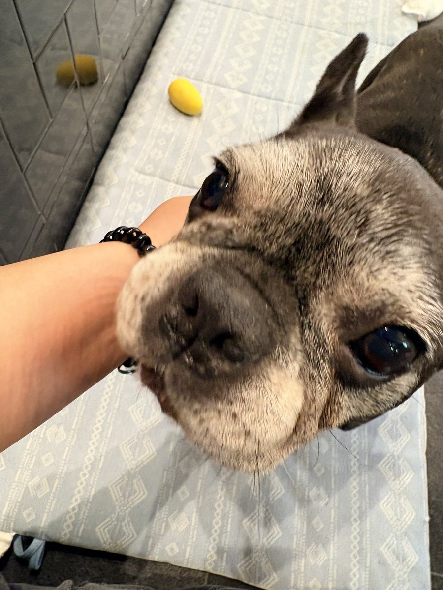 pondedona's tweet photo. 犬のほうが人間よりぼくの扱いがうまい https://t.co/qLwiF6V0KJ