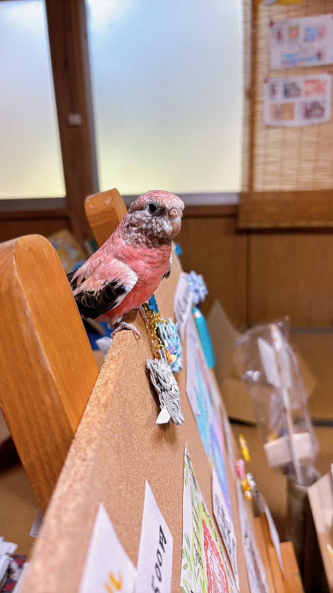 ienokohachiman's tweet photo. 悲しいお知らせです。
アキクサインコのツツジが落鳥しました。
そしてツバキが行方不明です。

鳥たちを夕方涼しかったので玄関先に出していました。
一度しまおうかと思ったのですが、風が気持ちよかったのでもう少し出そうと思いました。
最初何か物音がして、泥棒？と思い玄関に出てみました https://t.co/IhsdBBhvvR