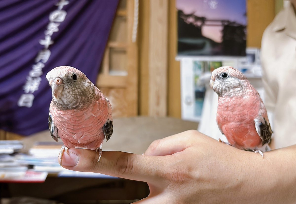 ienokohachiman's tweet photo. 悲しいお知らせです。
アキクサインコのツツジが落鳥しました。
そしてツバキが行方不明です。

鳥たちを夕方涼しかったので玄関先に出していました。
一度しまおうかと思ったのですが、風が気持ちよかったのでもう少し出そうと思いました。
最初何か物音がして、泥棒？と思い玄関に出てみました https://t.co/IhsdBBhvvR