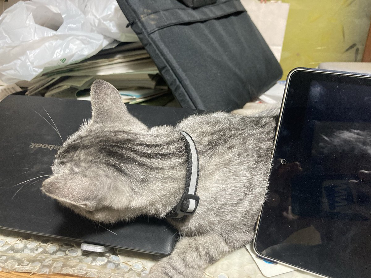 kimitu158's tweet photo. 作業場での反省会、65歳も若いねこの方が先にあいそをつかせて寝てしまいました。 https://t.co/ElfbS5zjOM