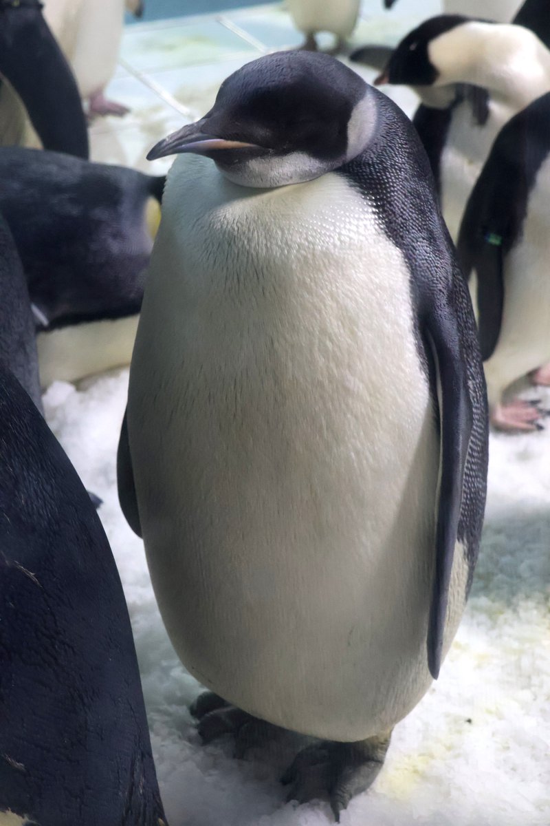 suzuchorus's tweet photo. よよちゃん🐧に会えたのが嬉しすぎて、抱卵ペアを見逃してしまった…😅
#アドベンチャーワールド
#コウテイペンギン
#エンペラーペンギン
2026.7.23撮影 https://t.co/3WUMNgd1ye