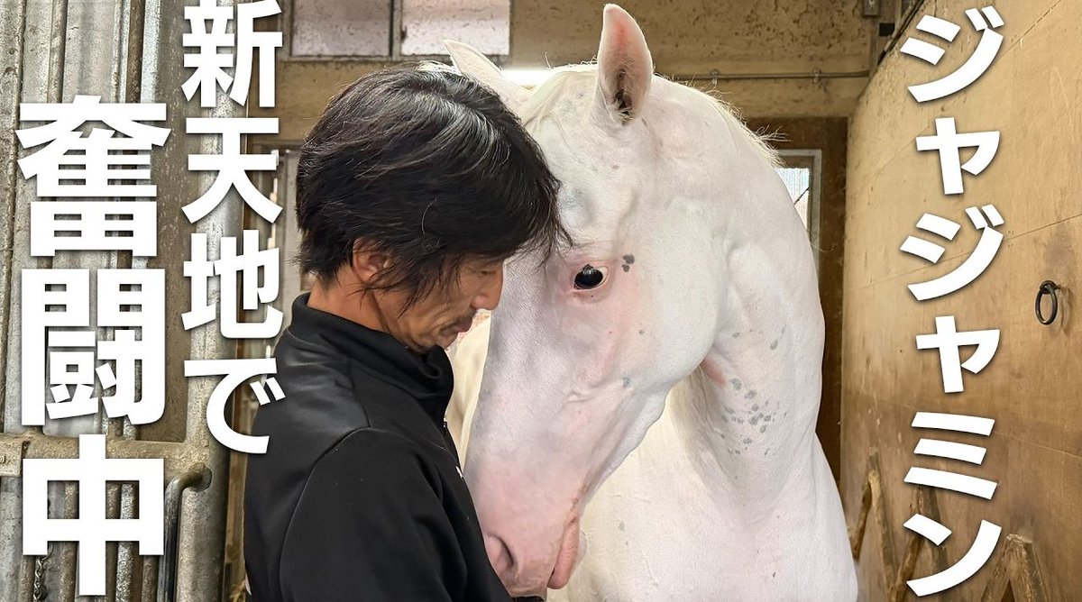 sanspoyosouou's tweet photo. 【動画】
美浦・高橋文雅厩舎に転厩してきた白毛のジャジャミンについて三浦なぎさ記者が取材しました
ゲート再審査に向けて準備中のジャジャミンの様子をごらんください
https://t.co/NpRWX5CEG6 https://t.co/fxXr3BlFdN