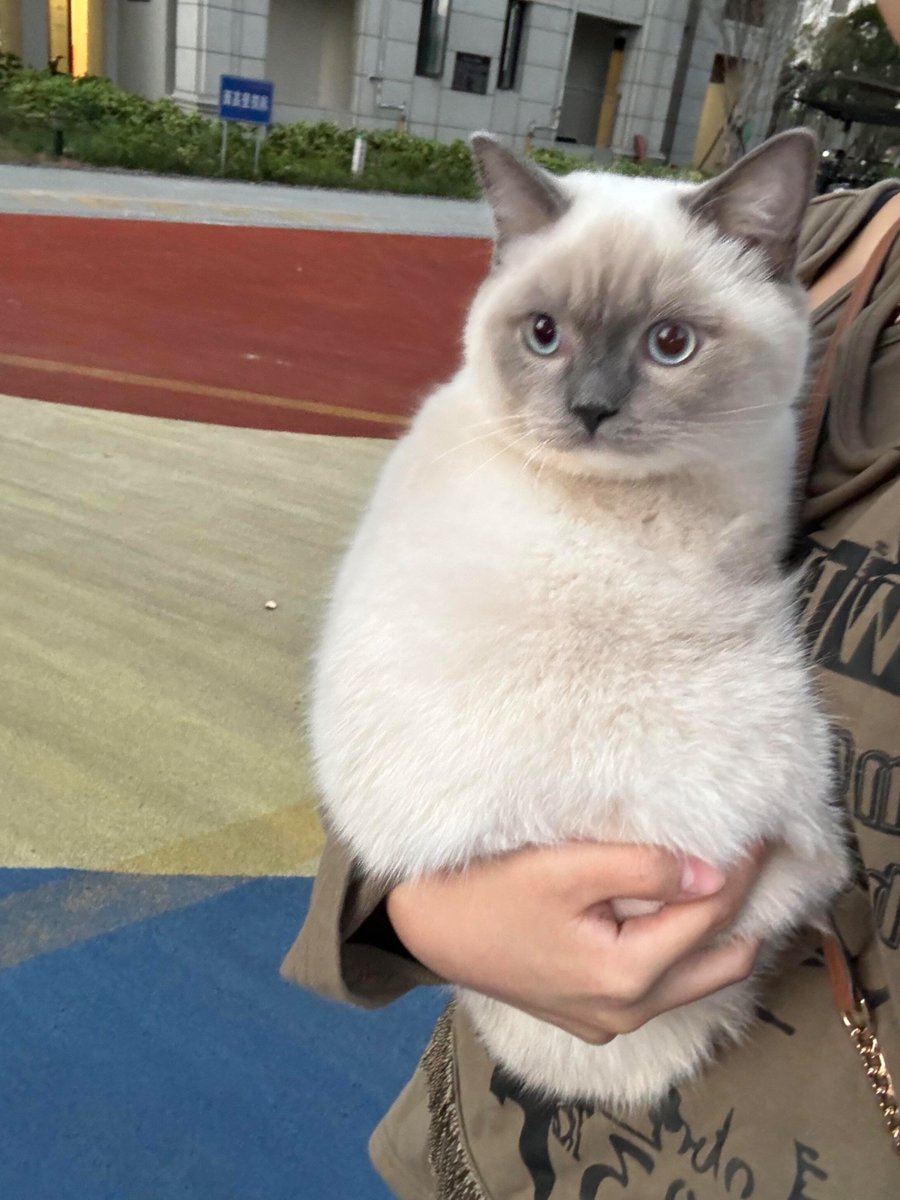 nocontextscats's tweet photo. Baby is babying https://t.co/S3pUjhRxIE