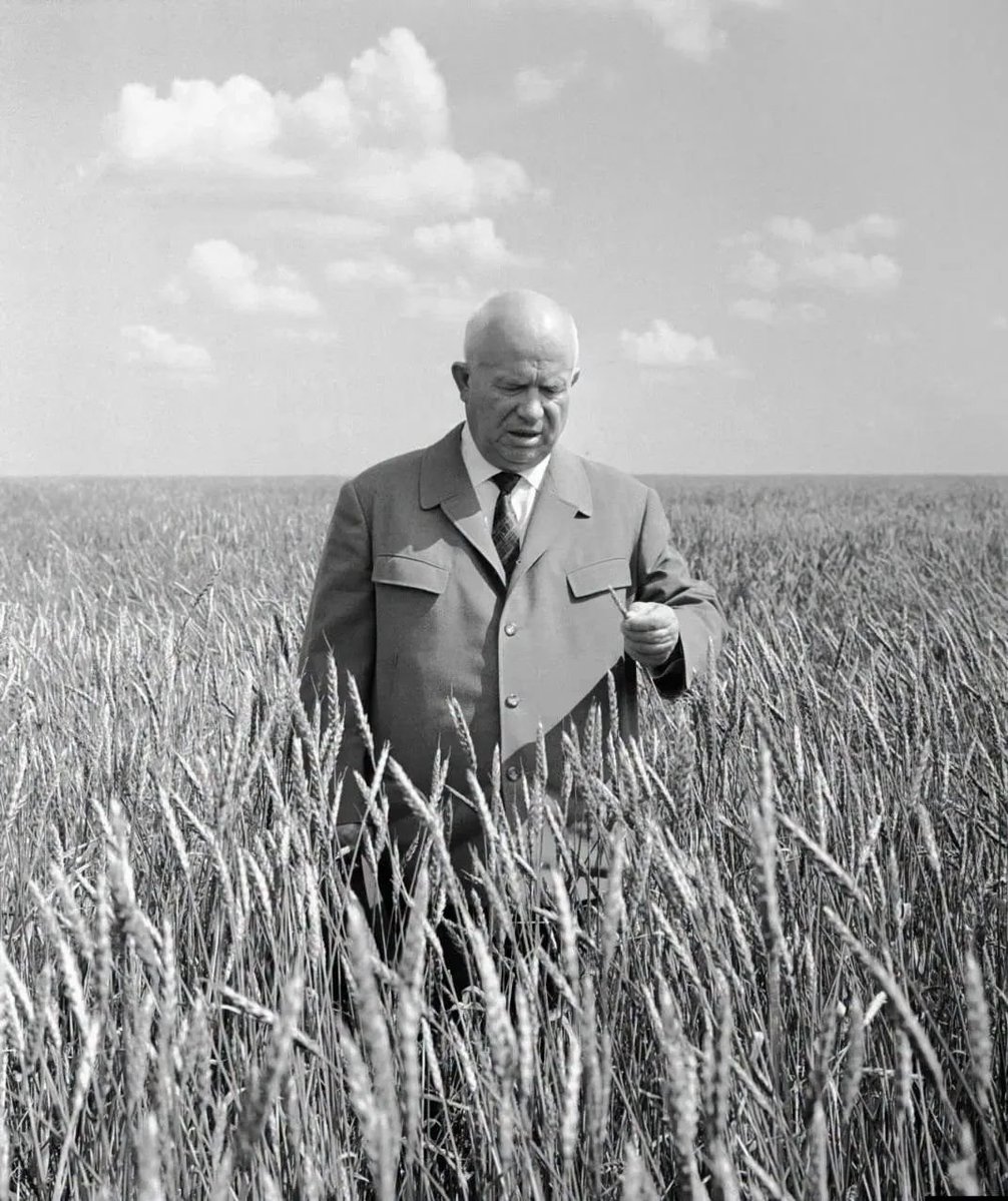histories_arch's tweet photo. Soviet leader Nikita Khrushchev standing in a wheat field in Kazakhstan, 1964. Khrushchev attempted to farm millions of acres of uncultivated land throughout his time in power. He would be overthrown by his close associates later that year.

Beginning in 1954, Soviet leader Nikita Khrushchev launched the Virgin Lands Campaign, one of the largest agricultural projects in history. The program sought to boost grain production by cultivating more than 100 million acres (over 40 million hectares) of previously uncultivated land, primarily in Kazakhstan and Siberia. Initially, the campaign appeared successful, producing record harvests and temporarily easing chronic food shortages across the Soviet Union.

The long-term results, however, were disappointing. Much of the newly plowed land was poorly suited for intensive farming. Soil erosion, drought, and inadequate infrastructure caused yields to decline dramatically, and by the early 1960s the Soviet Union was again facing grain shortages. In 1963, the USSR was forced to purchase millions of tons of wheat from Canada and other Western nations—an embarrassing reversal for a superpower that had hoped to become self-sufficient.

On October 14, 1964, Khrushchev was removed from power in a bloodless internal coup led by senior Communist Party officials, who cited his erratic leadership and failed economic policies.

Despite his eventual downfall, Khrushchev is remembered for another historic achievement: under his leadership, the Soviet Union launched Sputnik in 1957 and sent Yuri Gagarin into orbit in 1961, making Gagarin the first human in space.

#archaeohistories