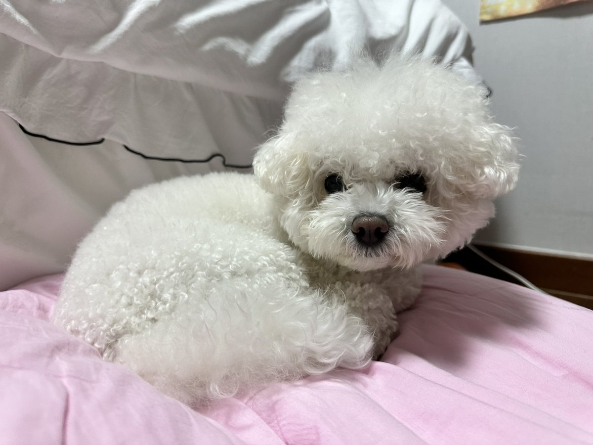 danna__0224's tweet photo. 식빵 굽는 가니디 https://t.co/AFEeWM5Ny2