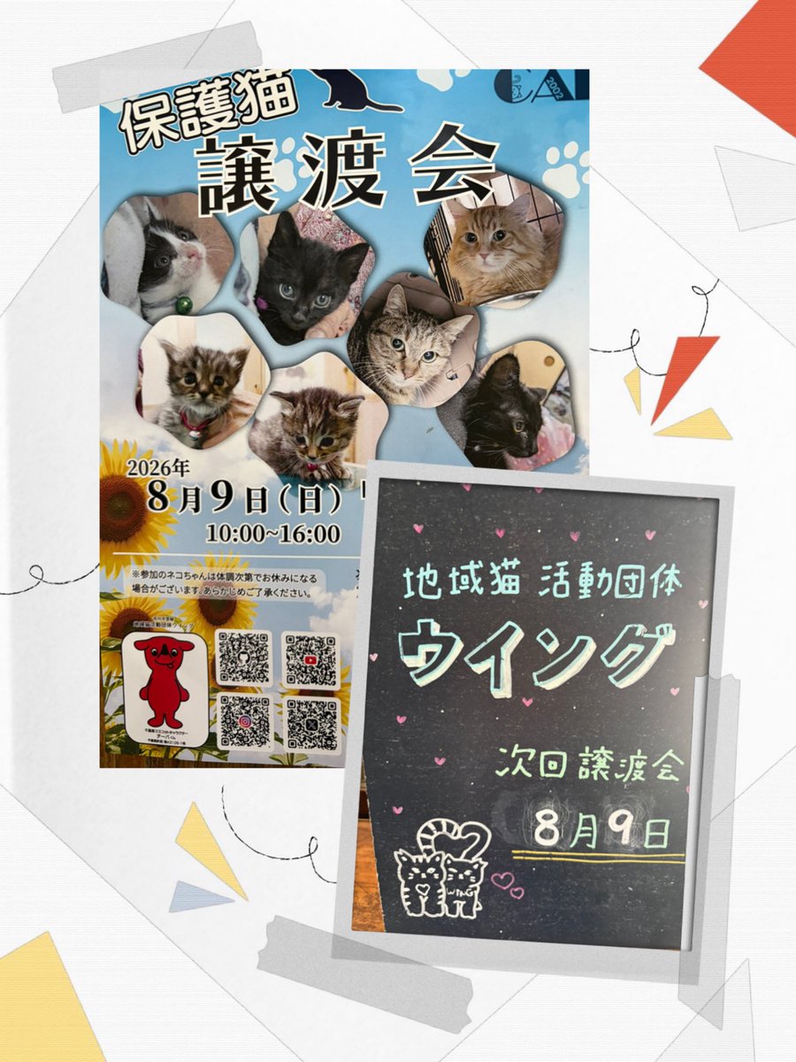 housekibako_yi's tweet photo. 8/9(日)は

保護猫の日🐈
ウイングです💓

とても暑くなりそうな日ですが、保護ニャンズは待っています！

どうぞ暑さ対策万全にして、お出かけ下さい
🙏
10:00-16:00
@wingcat2002 

#地域猫活動団体ウイング
#譲渡会
#保護猫を家族に
#レンタルスペース宝石箱 https://t.co/Azc2EGWHep