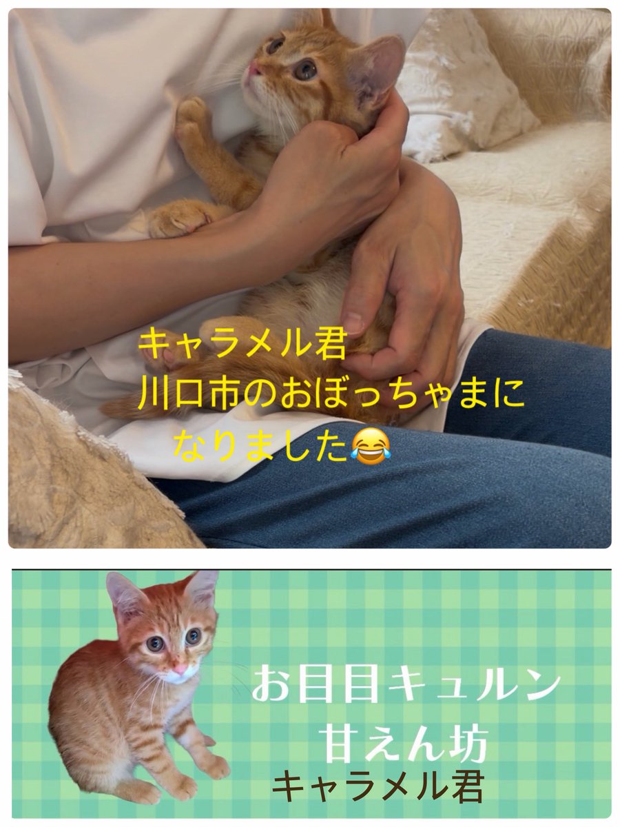 housekibako_yi's tweet photo. 8/9(日)は

保護猫の日🐈
ウイングです💓

とても暑くなりそうな日ですが、保護ニャンズは待っています！

どうぞ暑さ対策万全にして、お出かけ下さい
🙏
10:00-16:00
@wingcat2002 

#地域猫活動団体ウイング
#譲渡会
#保護猫を家族に
#レンタルスペース宝石箱 https://t.co/Azc2EGWHep