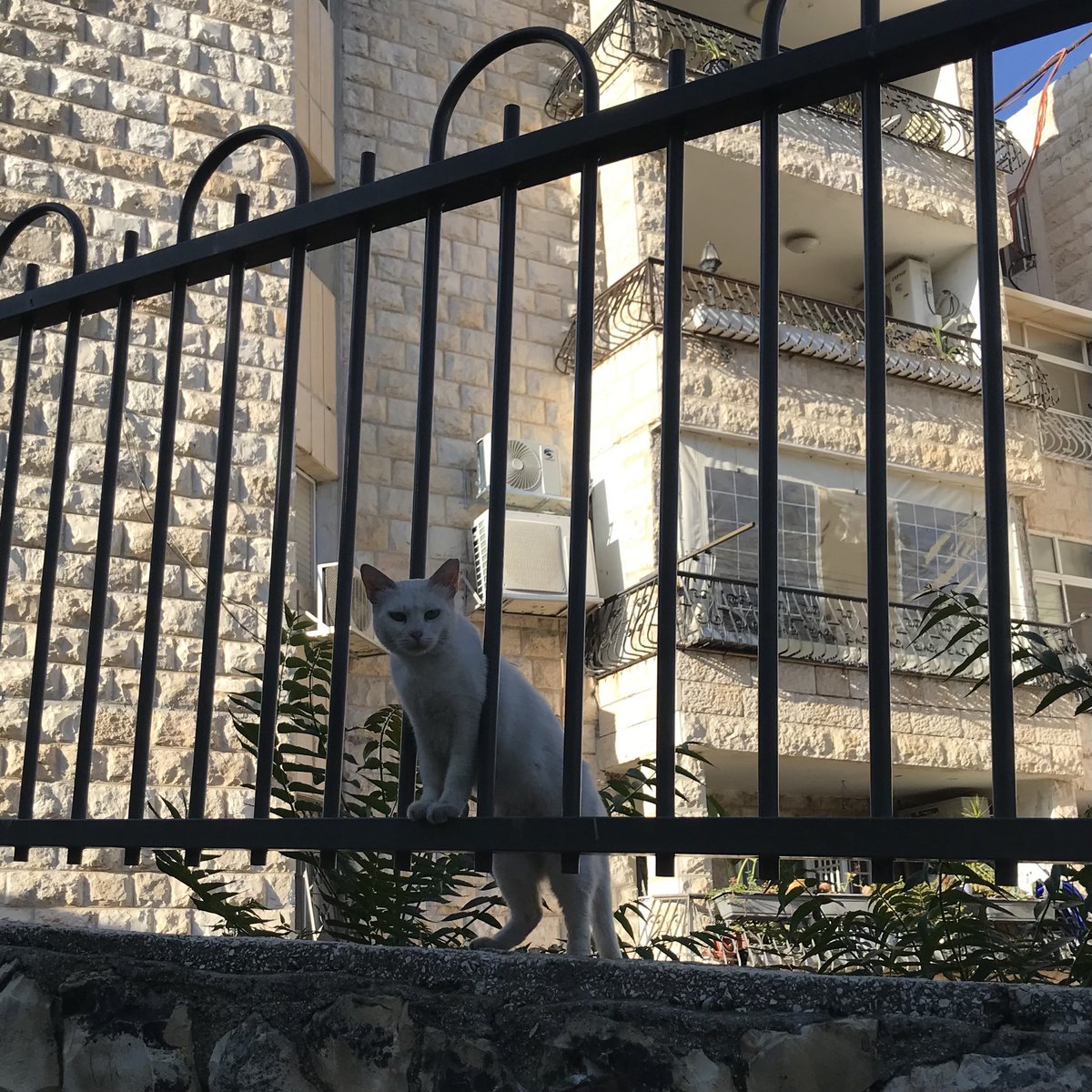 Israelnyan's tweet photo. ｶﾞｼｭ｡

今日もありがとう。
#猫 #イスラエル #cat #Israel
#חתול #עםישראלחי https://t.co/Ak3395GapK