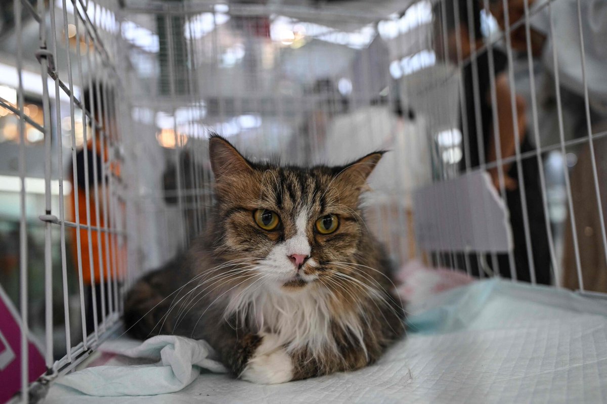 le_Parisien's tweet photo. Vente de chiens et chats en animalerie : des amendes jusqu’à 1 500 euros
➡️ https://t.co/KqtqYpGpIB https://t.co/tBV3vaEo10