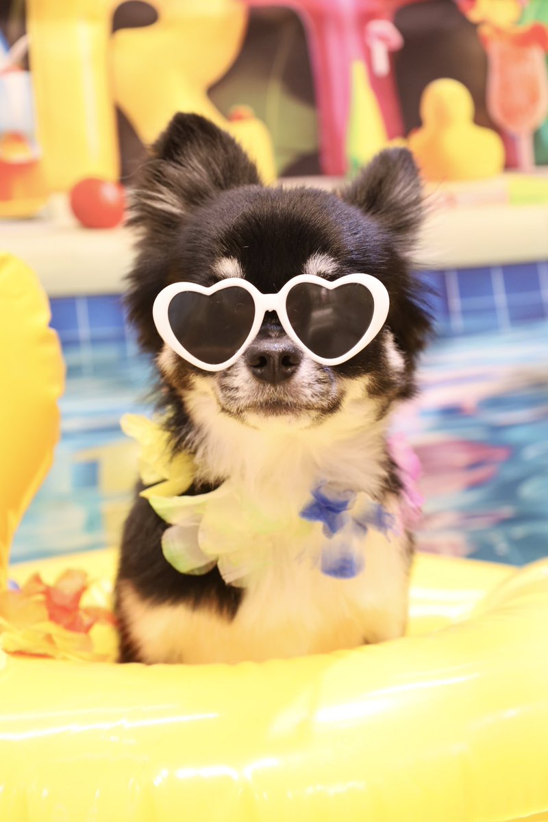 powderdogtrim's tweet photo. ひまちゃん、ナイトプールで楽しんじゃお🕶🏖(ひがしえ) https://t.co/67DmCGFTN3