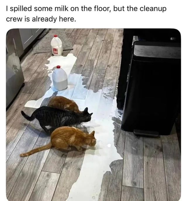 TweetsOfCats's tweet photo. https://t.co/MjZZEFqlPm