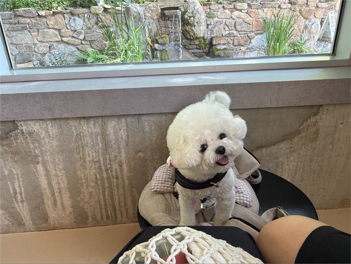 Emma__0070's tweet photo. Jeonju trip with my puppy🐾 
It was way too hot outside, so we sprinted right into a cafe💨

Such a pretty spot to recharge and heal. Happy moments with my pup🍃🌼

#JeonjuCafe #Travel #DogStagram
#Daily #Summer https://t.co/bL7t3GVYAX