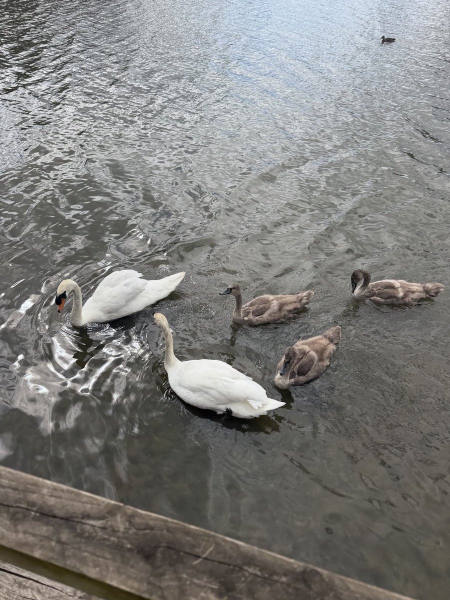 Buttercups2018's tweet photo. A lovely walk to the lake this morning 🦆🍃 https://t.co/LmRLkiOqP4