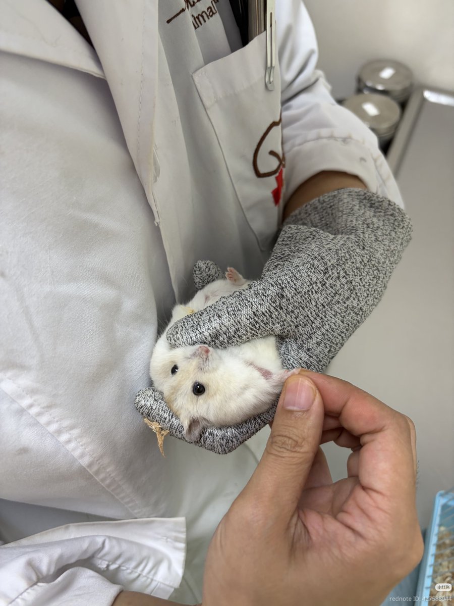 TweetsOfHamster's tweet photo. https://t.co/yPauXpUGpL