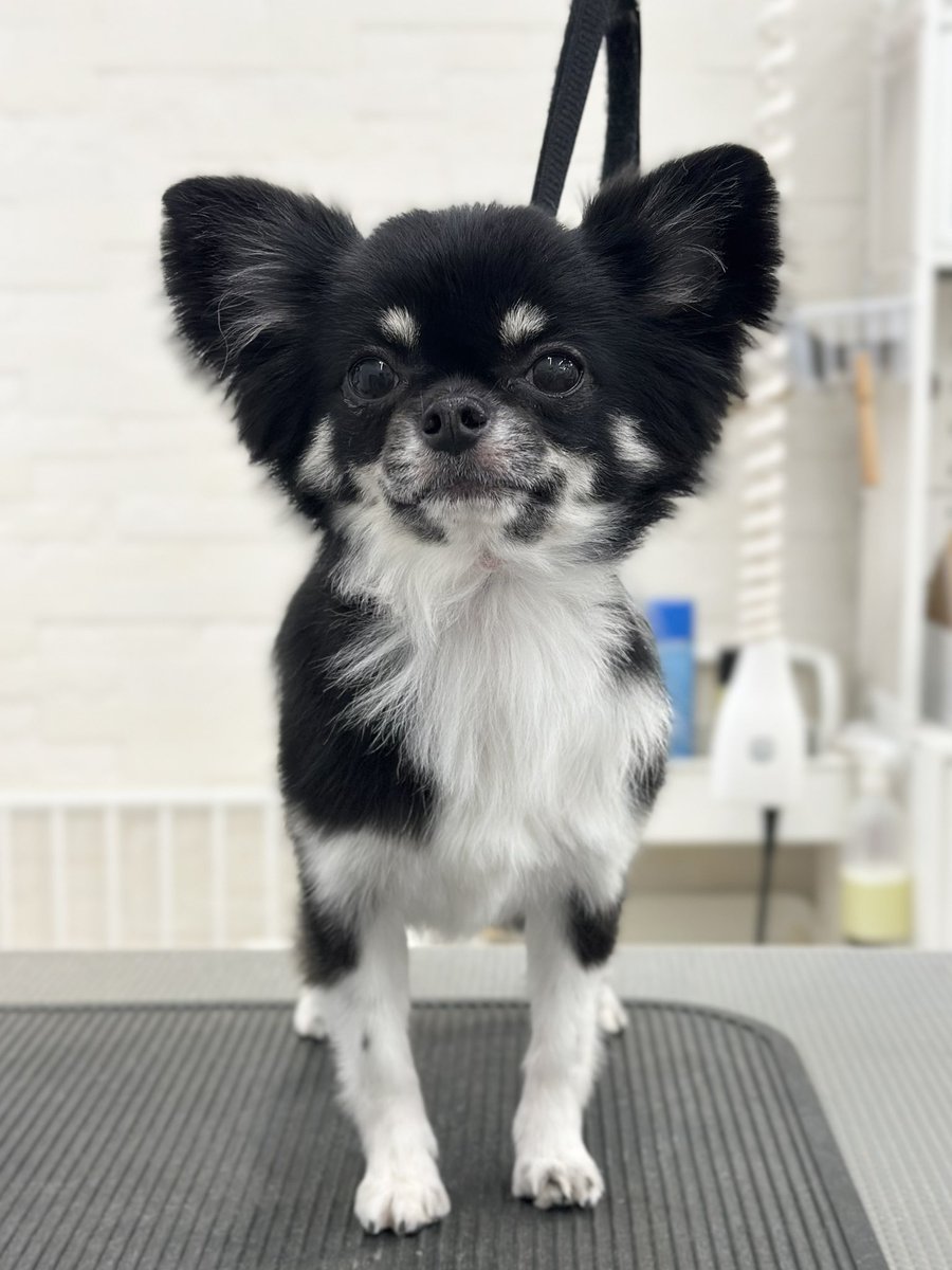 powderdogtrim's tweet photo. ひまちゃん、バブルとエマルジョンでさらふわ🛁
シャンプーコースでした✨(ひがしえ) https://t.co/n8pnHwGsUq