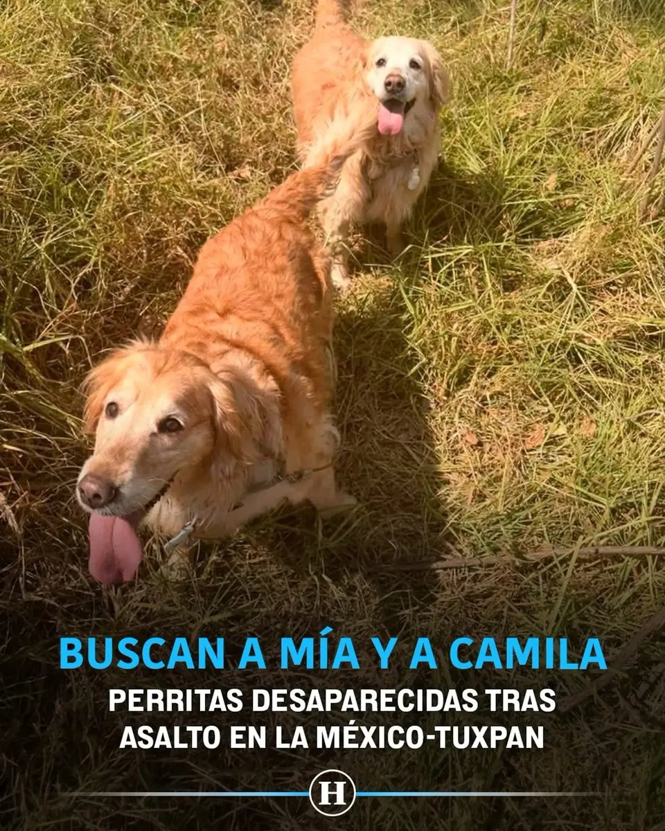 tori_ort's tweet photo. SE BUSCAN: CAMILA Y MÍA  fueron robadas  cuando su dueño fue asaltado en la carretera México -Tuxpan, AYUDA A LOCALIZARLAS, si las has visto o sabes quién las tiene informa. https://t.co/D9O7zD4iUJ