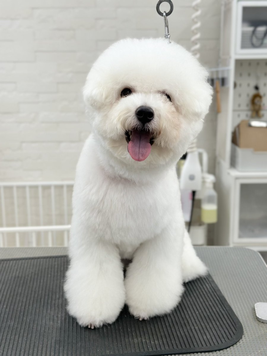 powderdogtrim's tweet photo. みるくくん、エマルジョンとバブルでふわふわに🛁🧴✨
トリミングビフォーアフター✂︎(ひがしえ) https://t.co/CeaqC4N62i
