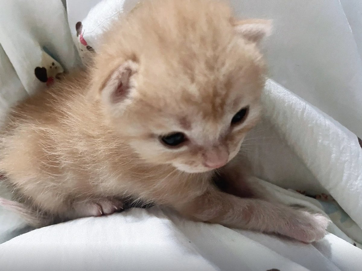 culKitten's tweet photo. https://t.co/ndzvLjbhwa