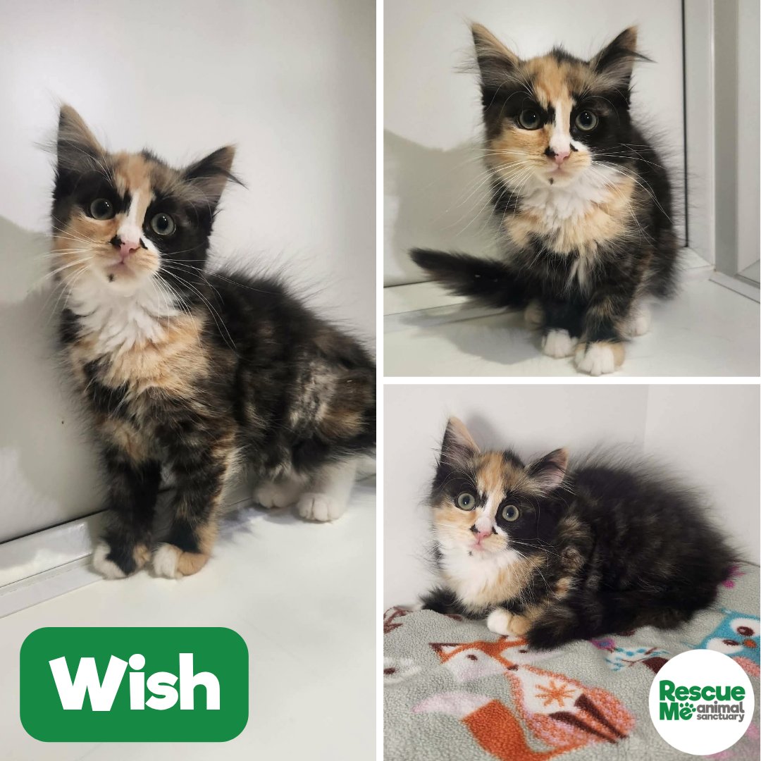 rescuemeanimal's tweet photo. 🐈 KITTENS KITTENS KITTENS 🐈
These are just some of the beautiful kittens we have available at the moment. Lots are shy &amp; need patient, caring homes who can help them build in confidence 📞 07952017696 🔗 https://t.co/ZL0cfQwtvT
#Liverpool #Kittens #CatsAreFamily #AdoptMe https://t.co/bumT5qZEGb