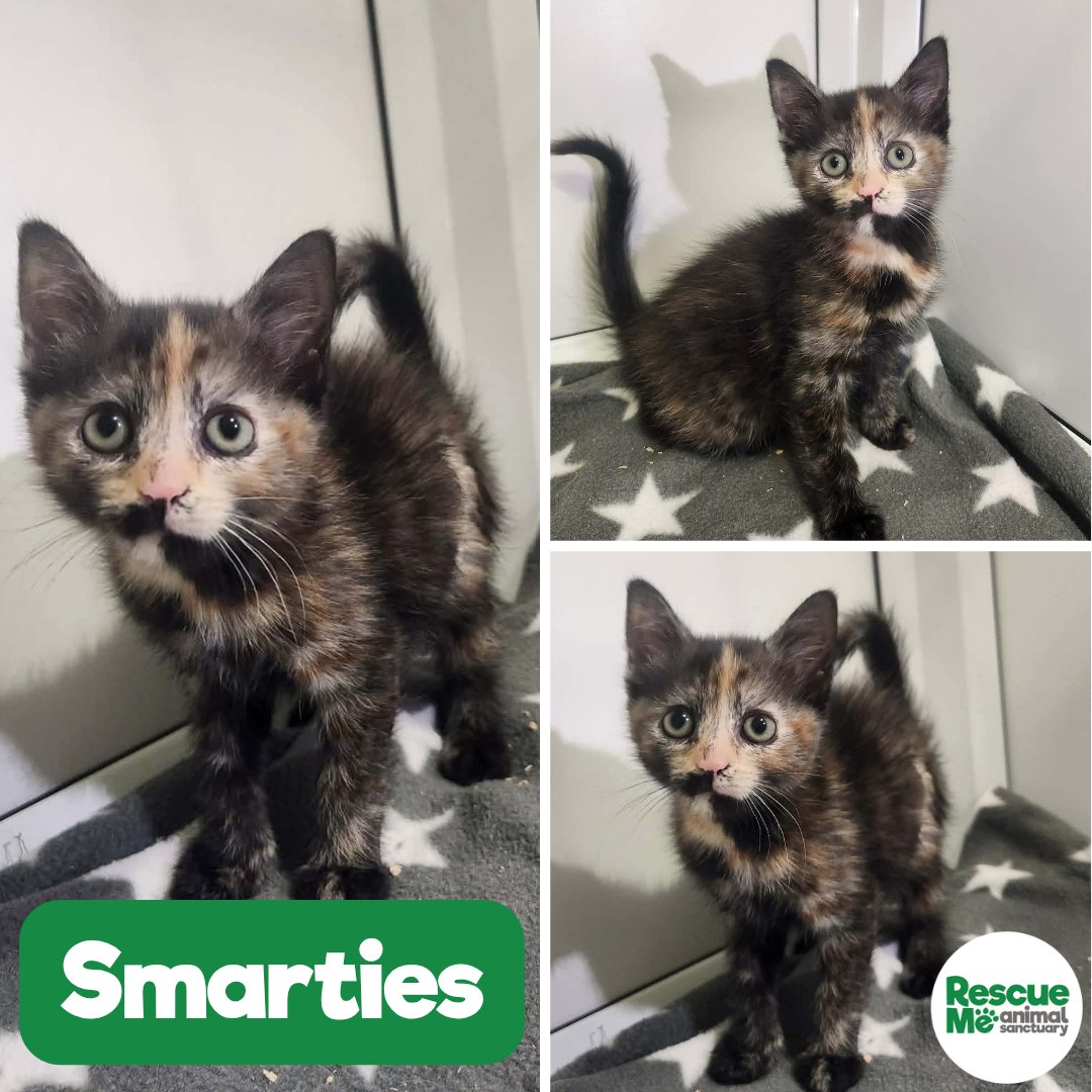 rescuemeanimal's tweet photo. 🐈 KITTENS KITTENS KITTENS 🐈
These are just some of the beautiful kittens we have available at the moment. Lots are shy &amp; need patient, caring homes who can help them build in confidence 📞 07952017696 🔗 https://t.co/ZL0cfQwtvT
#Liverpool #Kittens #CatsAreFamily #AdoptMe https://t.co/bumT5qZEGb