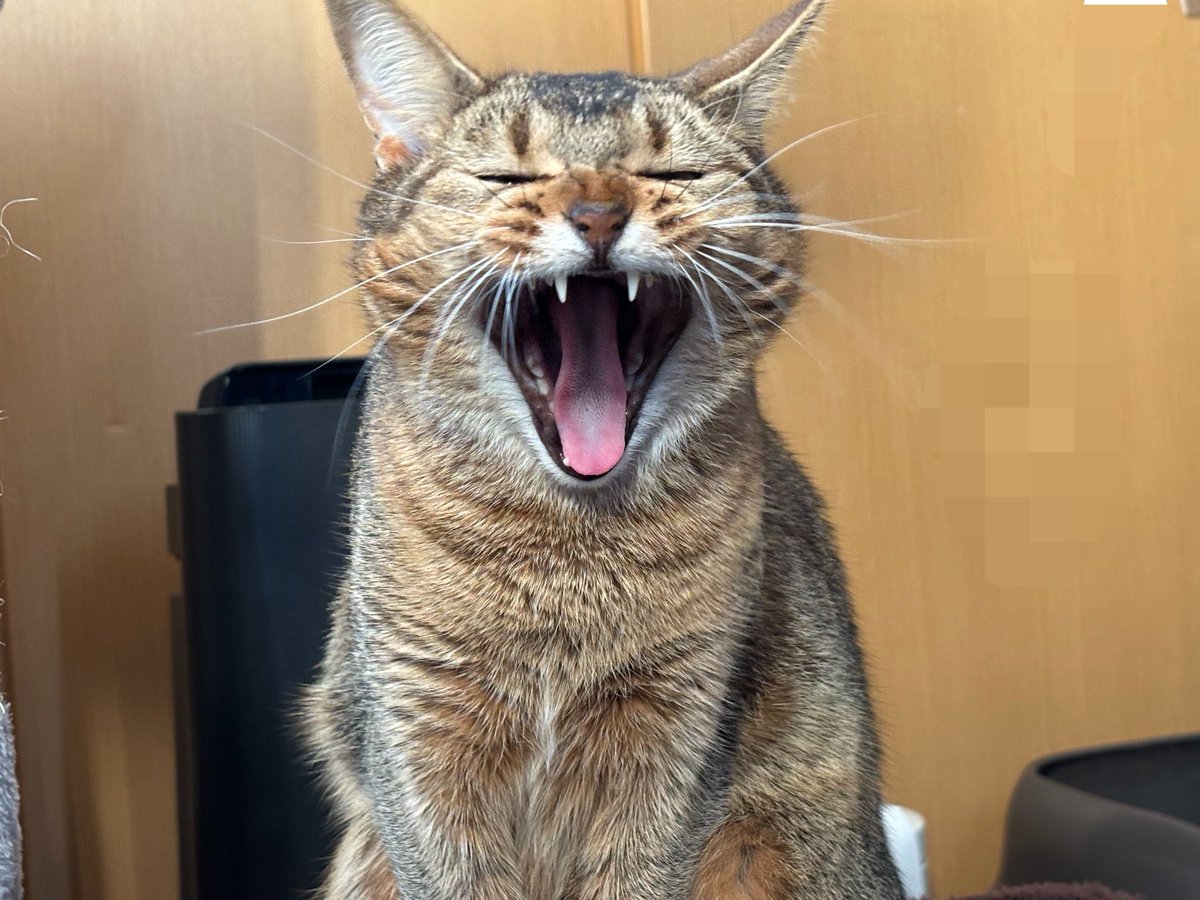 neochayade's tweet photo. 是非‼️うちの子を‼️
#SiMねこ盤 https://t.co/TQuog2s8fV