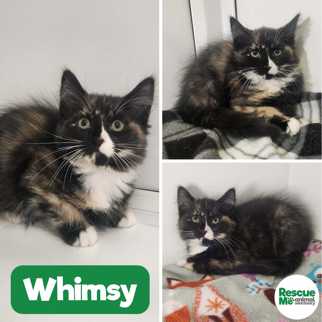 rescuemeanimal's tweet photo. 🐈 KITTENS KITTENS KITTENS 🐈
These are just some of the beautiful kittens we have available at the moment. Lots are shy &amp; need patient, caring homes who can help them build in confidence 📞 07952017696 🔗 https://t.co/ZL0cfQwtvT
#Liverpool #Kittens #CatsAreFamily #AdoptMe https://t.co/bumT5qZEGb