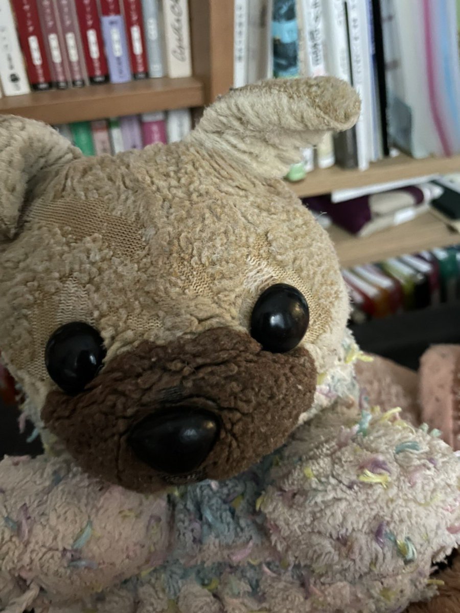 kapikapi1224's tweet photo. @Ushinshi_Tei やっぱり耳ってお怪我しやすいですよね…🐶
カピの昔の写真見つけました！🐶ﾋﾟｺｰﾝ
うんうん…あとむさんはどうなっててもかわいいですよ…🐶💖ﾃﾞｭﾌﾌ https://t.co/zk4rq56kGH