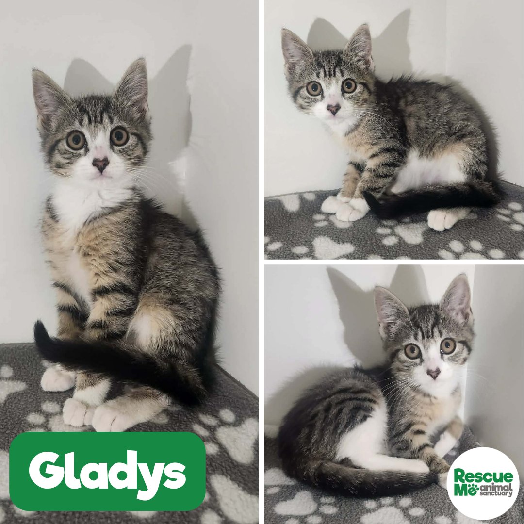 rescuemeanimal's tweet photo. 🐈 KITTENS KITTENS KITTENS 🐈
These are just some of the beautiful kittens we have available at the moment. Lots are shy &amp; need patient, caring homes who can help them build in confidence 📞 07952017696 🔗 https://t.co/ZL0cfQwtvT
#Liverpool #Kittens #CatsAreFamily #AdoptMe https://t.co/bumT5qZEGb