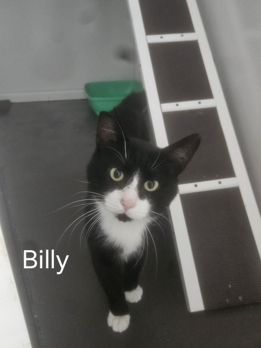 shelternews's tweet photo. Unfortunately Billy was no longer wanted by his previous owner. He is 4 years old and has a lot of love to give in the form of lap cuddles and talking to you all day 😹.
Any interest in Billy please call the shelter helpline on 01992 626110 <3 https://t.co/eGDvNVsdl2