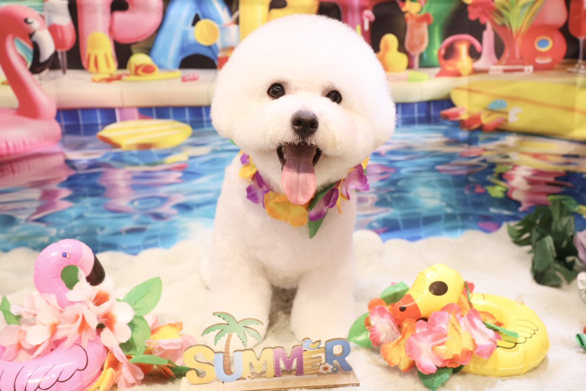 powderdogtrim's tweet photo. みるくくん、夏休み楽しんでるー？
プールでいっぱい遊ぼ🏖☀️(ひがしえ) https://t.co/eKktZFRCHs
