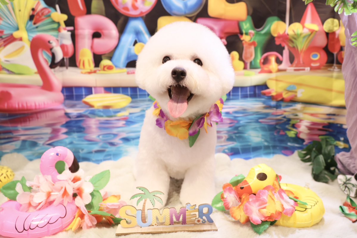 powderdogtrim's tweet photo. みるくくん、夏休み楽しんでるー？
プールでいっぱい遊ぼ🏖☀️(ひがしえ) https://t.co/eKktZFRCHs