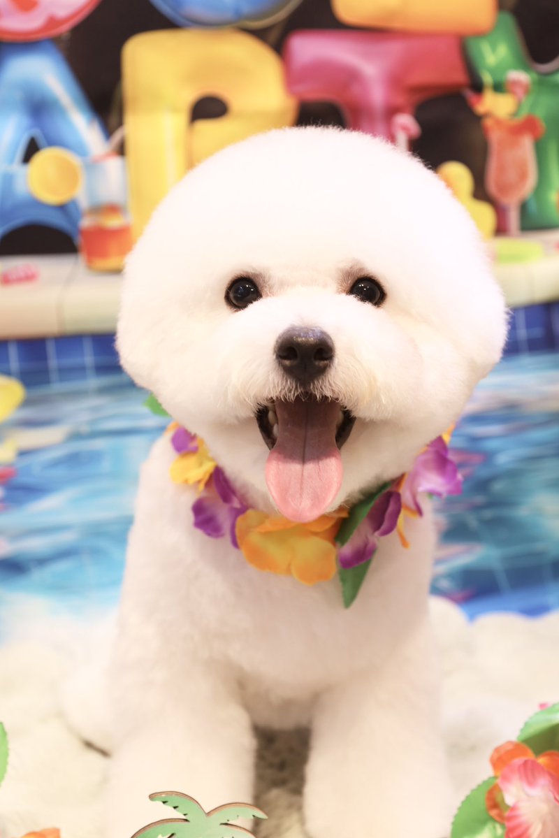powderdogtrim's tweet photo. みるくくん、夏休み楽しんでるー？
プールでいっぱい遊ぼ🏖☀️(ひがしえ) https://t.co/eKktZFRCHs