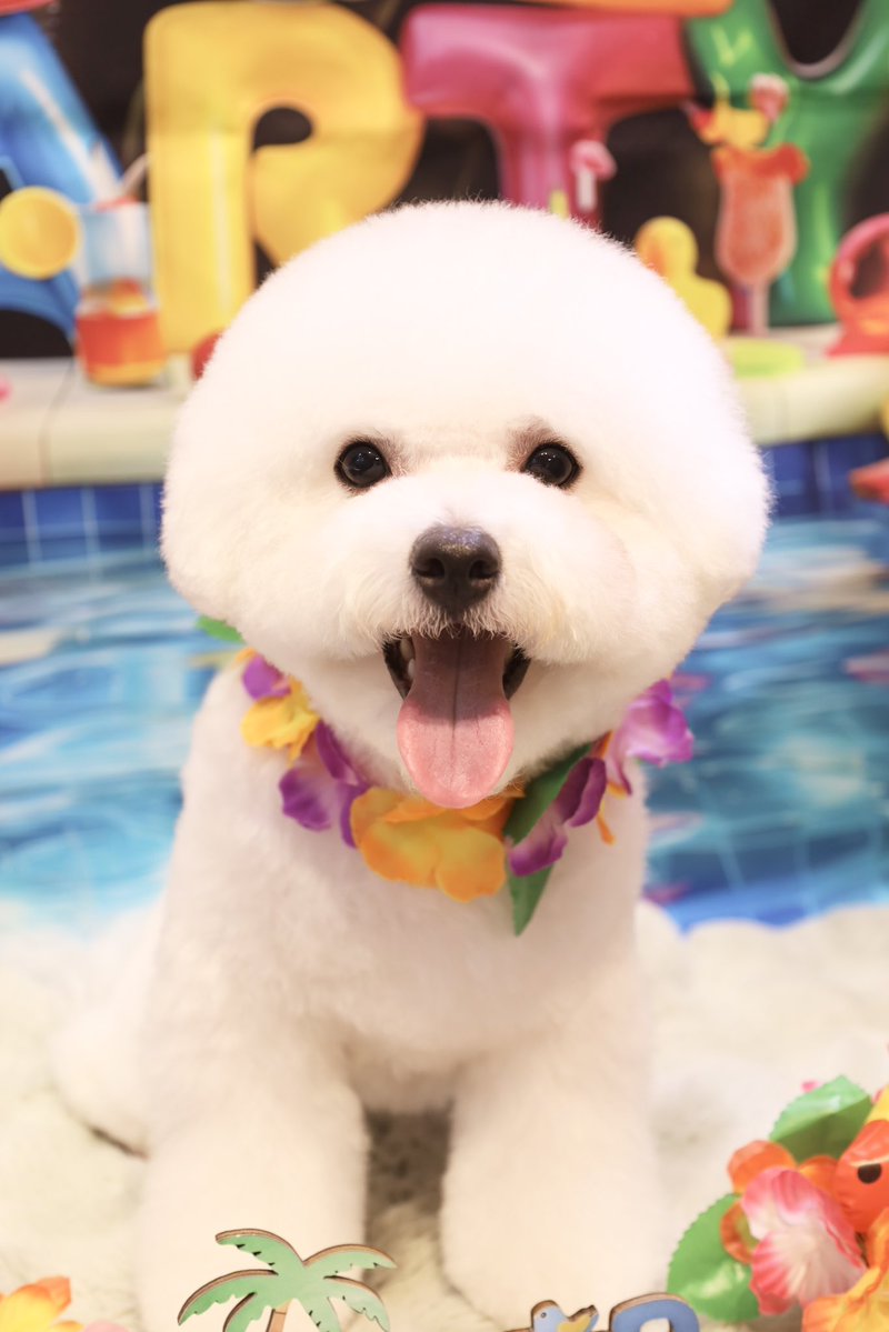 powderdogtrim's tweet photo. みるくくん、夏休み楽しんでるー？
プールでいっぱい遊ぼ🏖☀️(ひがしえ) https://t.co/eKktZFRCHs