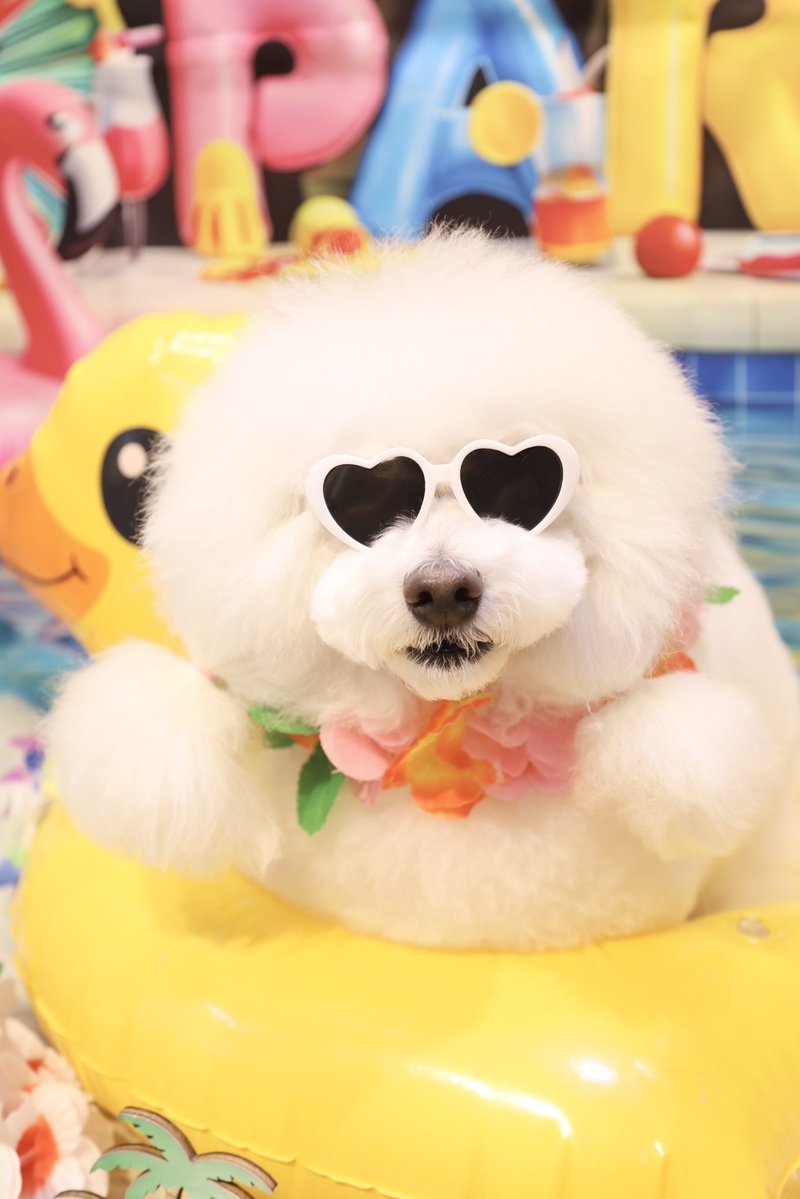 powderdogtrim's tweet photo. コニーちゃん、サングラスもよくお似合い🕶🤍(ひがしえ) https://t.co/AzTxqnLejx