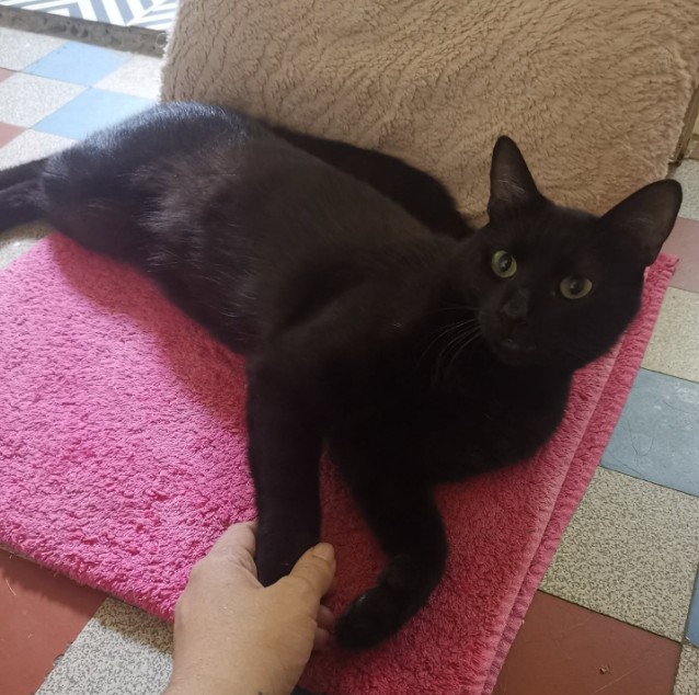 MissingTarn81's tweet photo. 06.08.26 Trouvé chat noir vers Saint Amans Valtoret (au niveau de l'usine de croquettes). Contact : https://t.co/olxX9BPmfZ #Tarn https://t.co/8Fz1gerYC0