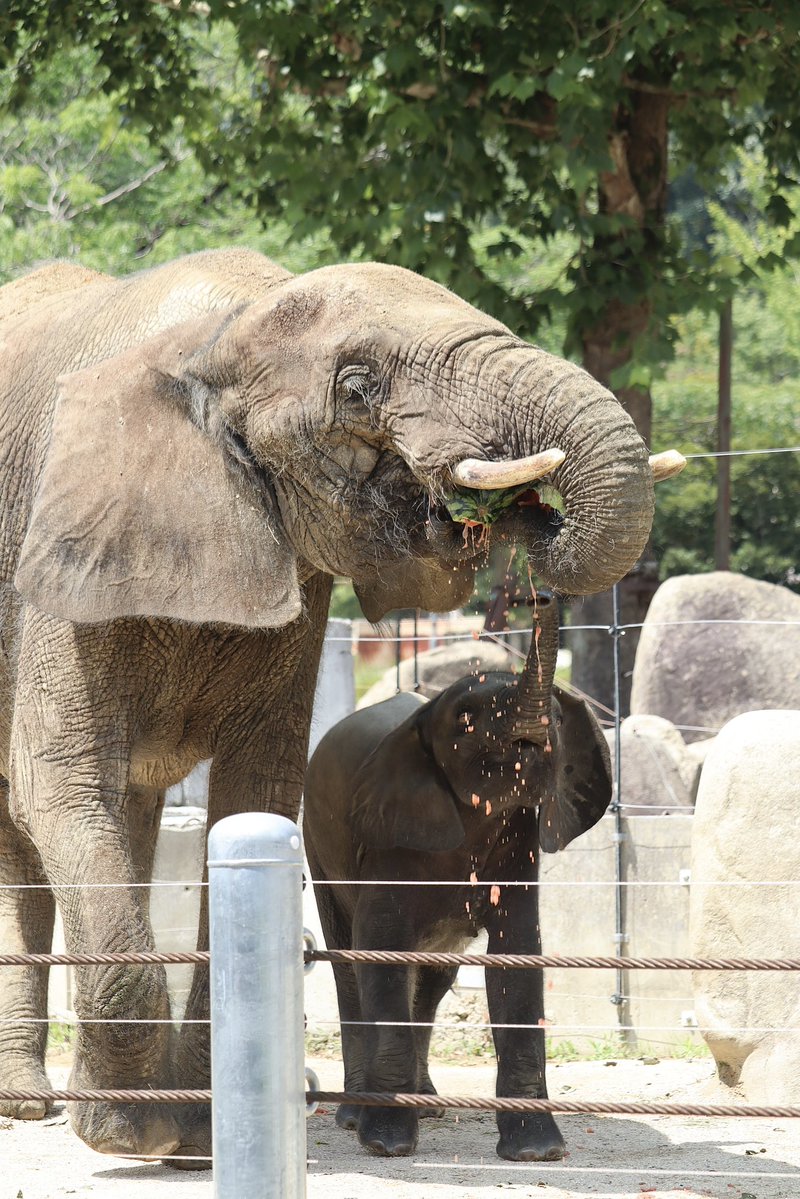 pao__________n7's tweet photo. アオのお誕生日イベント🎂スイカの行方は・・・🍉
#安佐動物公園 https://t.co/Hcn4Tsocp4